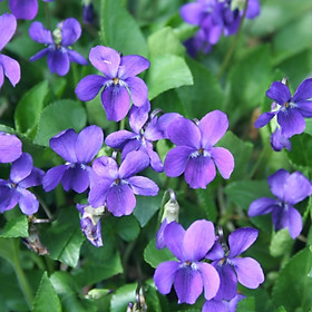 Hạt giống hoa Violet VTP78