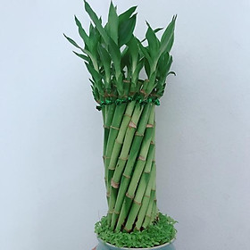 Chậu chúc phát tài hình xoắn trụ