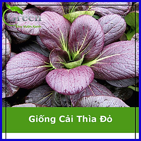 Mua Hạt Giống Cải Thìa Đỏ Dễ Trồng