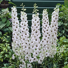 Bộ gói hạt giống Phi yến (Violet)