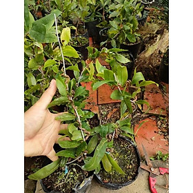 Cây mai giống tự quắn
