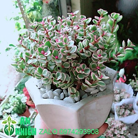 Mua Chậu Đô La Hồng