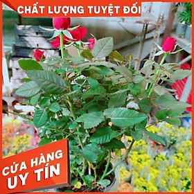 Hoa hồng đà lạt màu đỏ