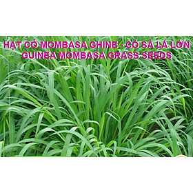Mua Hạt giống cỏ Mombasa Ghine - Cỏ xả lá lớn gói 100g
