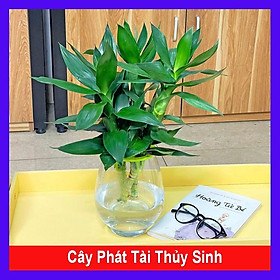 Mua Cây phát tài thuỷ sinh - cây cảnh để bàn mang lại may mắn  bình an và hạnh phúc