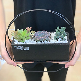 Terrarium, tiểu cảnh sen đá & xương rồng mẫu 001