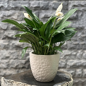Cây Lan Ý Chậu Sứ Tròn