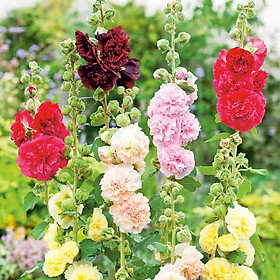 Hoa mãn đình hồng kép hỗn hợp - Alcea rose double mixed gói 25hạt