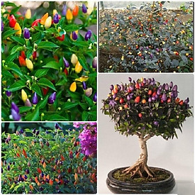 CHẬU CÂY GIỐNG ỚT NGŨ SẮC CHO QUẢ SIÊU ĐẸP, VỪA ĂN VỪA ĐỂ TRANG TRÍ