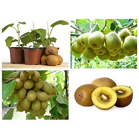 Cây giống KIWI ruột Vàng [ sau 6 tháng thu hoạch].