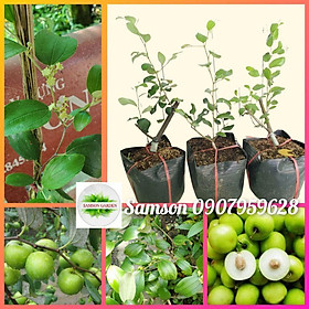 Mua Cây giống Táo Xanh Thái Lan_trái chùm️siêu trái️Có trái sau 3 tháng. Trồng sân thượng ban công️Cây ghép chui cành