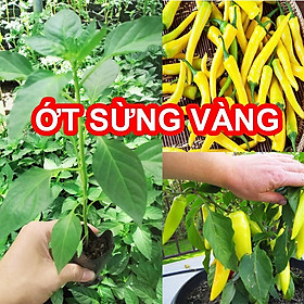 Mua Combo 5 cây ỚT SỪNG VÀNG (Lỗi 1 đổi 1)