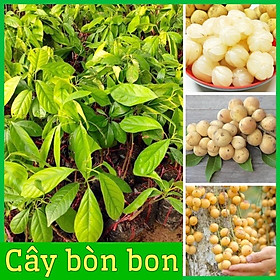 Cây bòn bon ghép cành cao 40-70 cm 1 năm ra quả