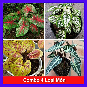 Combo 4 cây môn  tặng phân bón cho cây