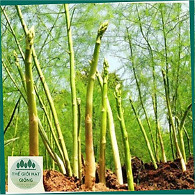 Mua Hạt giống Măng Tây xanh