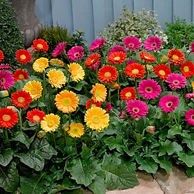 Mua Hạt giống Hoa Cúc Đồng tiền F1 - Nảy mầm cao Titapha