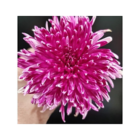 Thuốc nhuộm hoa cúc mẫu đơn đổi màu hoa dạng nước, màu hữu cơ nhập khẩu Israel. Dùng nhuộm đổi màu hoa cúc và các loại hoa cắt cành chuyên dụng