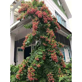Mua Cây hoa sử quân tử- trang leo- hoa giun