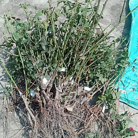 Mua Hồng dễ trần 12 cây