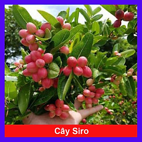 Cây siro cao 20cm (ảnh thật số 2)