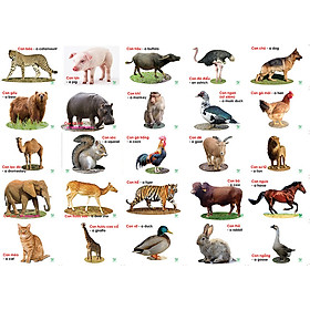Bộ thẻ học hình động vật, Flashcard động vật song ngữ, giáo cụ mầm non
