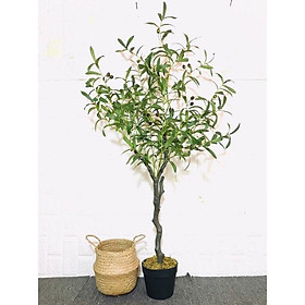 Mua Cây oliu 1m6  ô Liu Giả decor  Cây Olive Lõi Thép trang trí