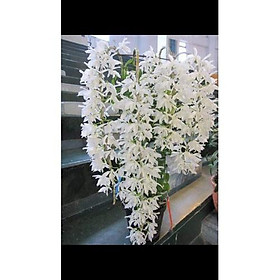 LAN PHI ĐIỆP TRẮNG cây đẹp giống chuẩn