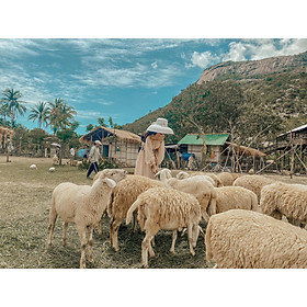 Combo Tour Hang Rái Vườn Nho Đồng Cừu và Khám Phá Vịnh Nha Trang