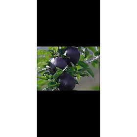 Cây táo đen Mỹ.. 8 tháng cây cho trái