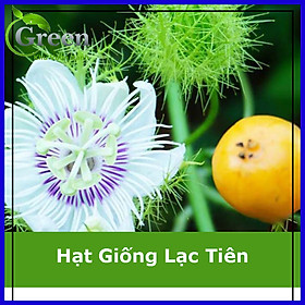 Hạt Giống Cây Chùm Bao Lạc Tiên (Nhãn Lồng)