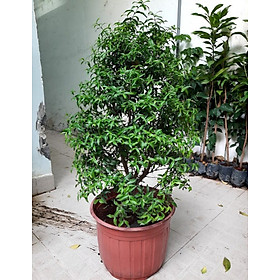Mua Cây Mai Chiếu Thuỷ Size Đại