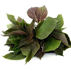 Mua Hạt giống Rau Tía Tô Thu Hoạch Nhanh ( Gói 2gram ) - Hạt giống rau củ quả