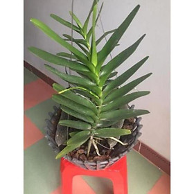 Hoa lan giáng thu + 700g phân thỏ hữu cơ ki mập khỏe ấm chậu