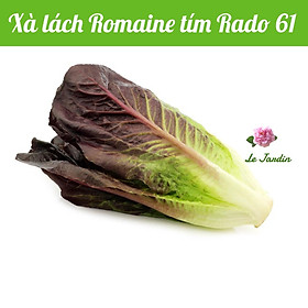Hạt giống xà lách Romaine tím RD61 - Chịu nhiệt tốt