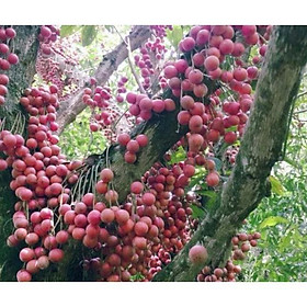 Mua Combo 3 cây dâu da đất tại Viện Nông Lâm Nghiệp I Mua Combo 3 Cây Dâu Da Đất Tại Viện Nông Lâm Nghiệp I