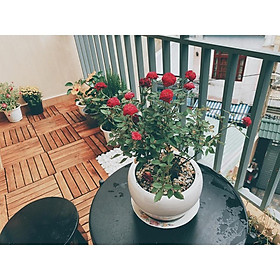 Mua Tấm Lót Sàn Nhựa Ban Công GỗTự Nhiên 6 Nan (30x30x2.5cm) - Sàn gỗ vỉ nhựa ban công tiêu chuẩn