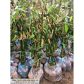 Mua Cây Giống Măng Tre Bát Độ
