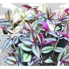 Chậu cây Thài lài Thái phát tài