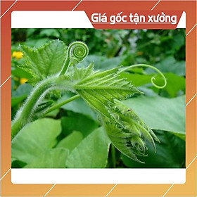 20GR - HẠT GIỐNG BÍ SIÊU NGỌN