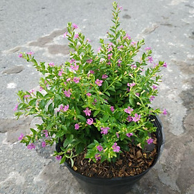 Cây Cẩm Tú Mai