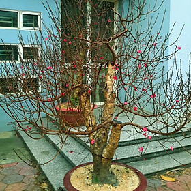 Cây hoa Đào Tết mẫu số 004