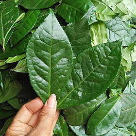 Mua 1kg lá chè xanh (trà xanh) rừng tươi sạch  cắt cả cành và lá tươi