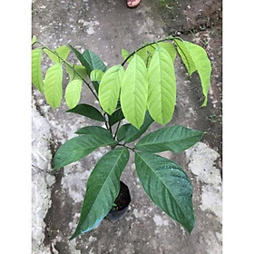 Mua Cây bòn bon thái giống  quả siêu ngọt   siêu ngonFreeship Mua 4 tặng 1 cây bất kì