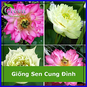 Hạt Giống Sen Cung Đình Chất Lượng F1 (12H)