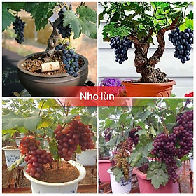Mua Hạt giống cây ăn trái nho lùn - Gói 10 hạt ( Tặng gói kích thích hạt nảy mầm )
