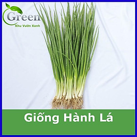 Mua Hạt Giống Hành Lá