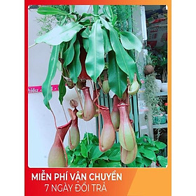 Cây Nắp Ấm Size Đại