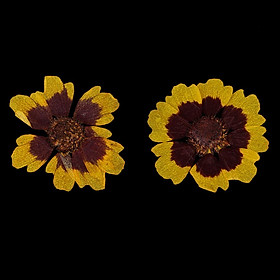 12x Real Pressed Dried Flowers Cat Face Chrysanthemum DIY Crafts Decors