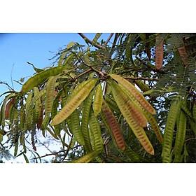 Mua Combo 3 cây giống bồ kết siêu trái