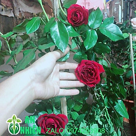Mua Hoa Hồng Leo Đỏ Đậm